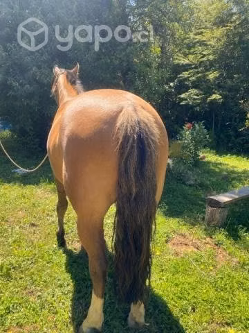 Se vende Caballo