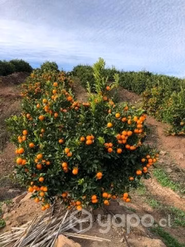 Venta de mandarinas granel