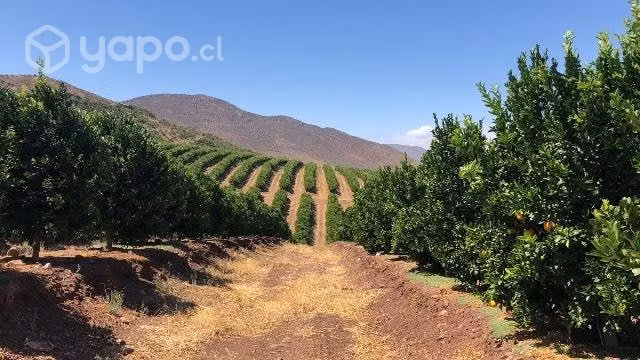 Venta de mandarinas granel