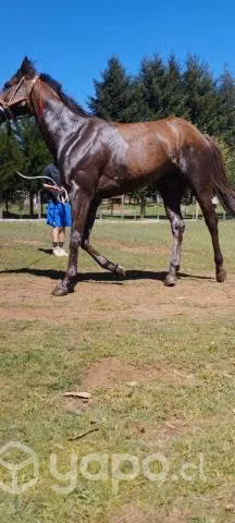 Caballo para las chileneras - Imagen 6