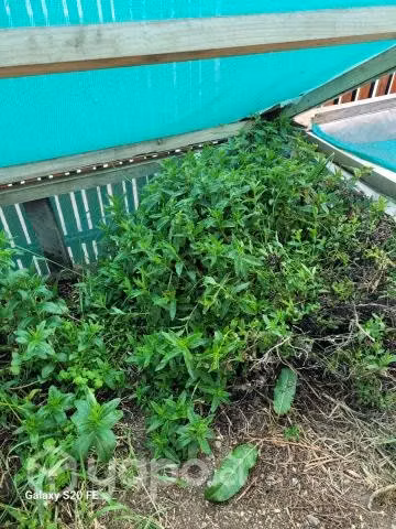 Yerba buena y menta - Imagen 2