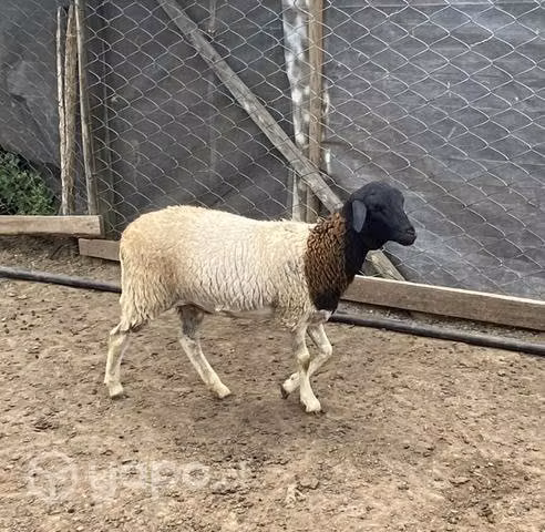 Borregas somalíes