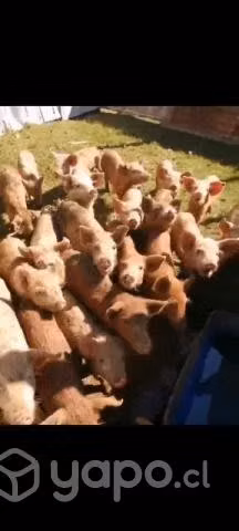 Lote de Chanchitos
