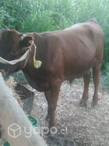 Torito buena clase