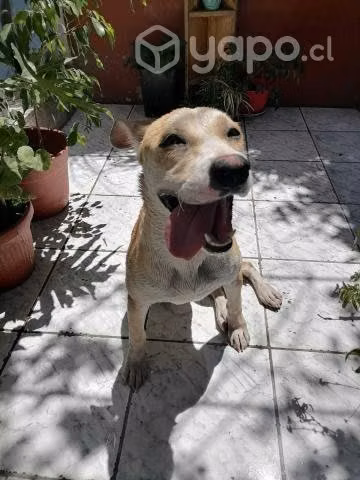 Perrita en adopción
