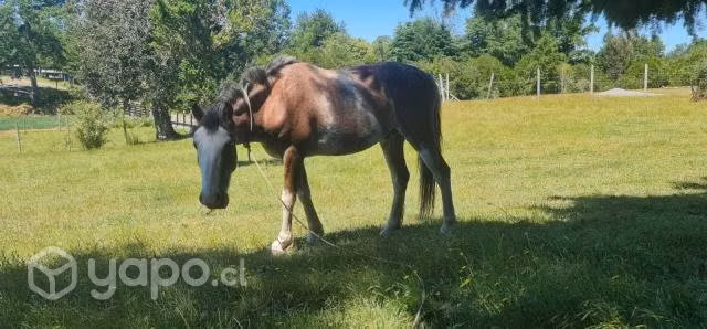 Se vende Caballo manso