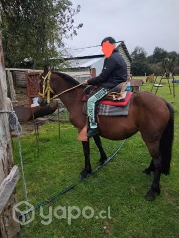 Caballo alazan y yegua