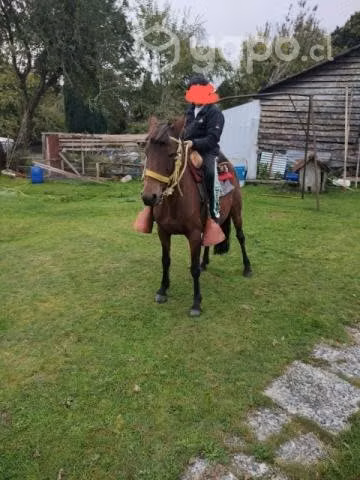 Caballo alazan y yegua