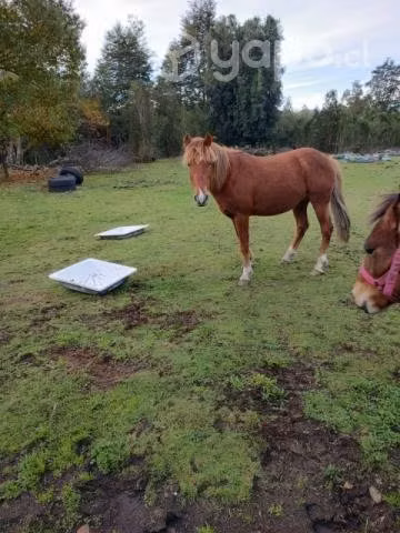 Caballo alazan y yegua