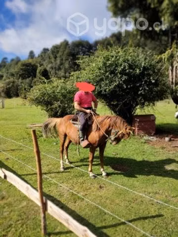Caballo alazan y yegua