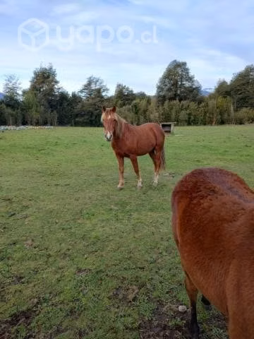 Caballo alazan y yegua