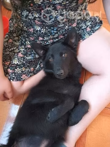 En adopción