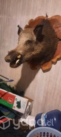 Cabezas de jabalí