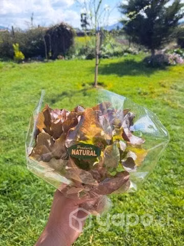 Lechugas Hidropónicas variedades