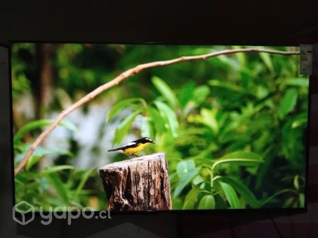Tv Samsung 55 pulgadas