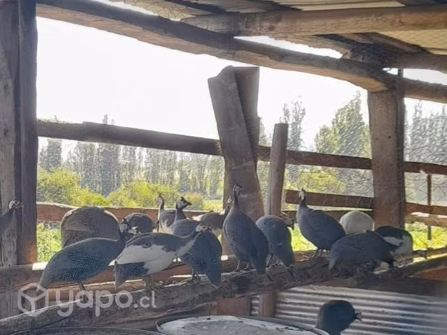 Gallinetas