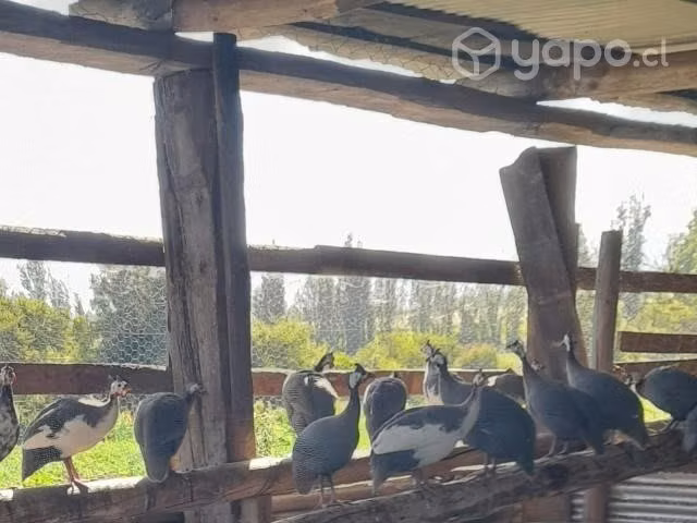 Gallinetas