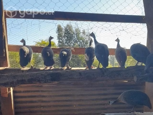 Gallinetas