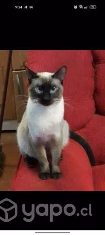 Gatitos siames thai