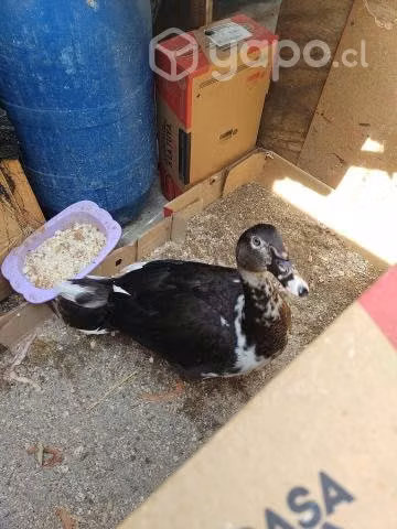 Pato
