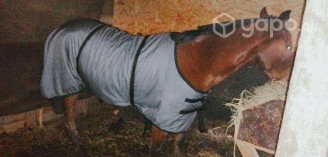 Carpa Caballo Gabardina polar