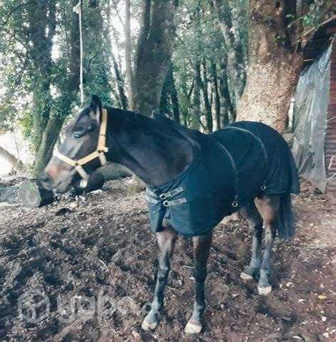 Carpa Caballo Gabardina polar