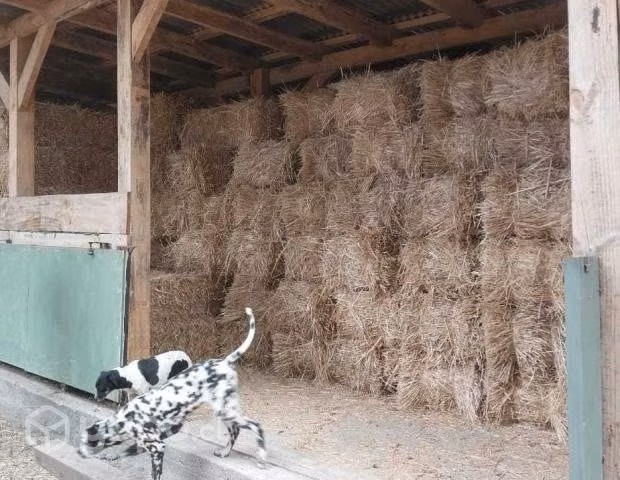 Fardos avena con grano