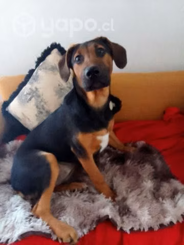 4 meses tamaño mediano