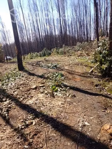 Terreno de una hectárea - Imagen 5