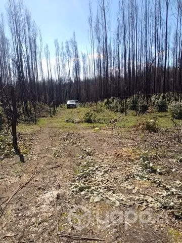 Terreno de una hectárea - Imagen 9