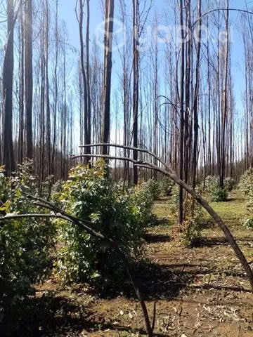 Terreno de una hectárea - Imagen 4
