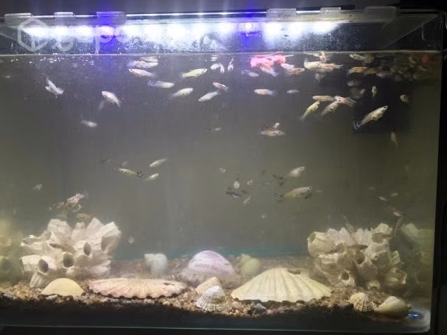 Pescera