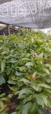 Paltos hass y kiwis a 1500