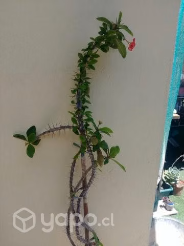 Euphorbia milii