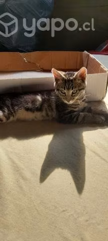 Regalo gatito