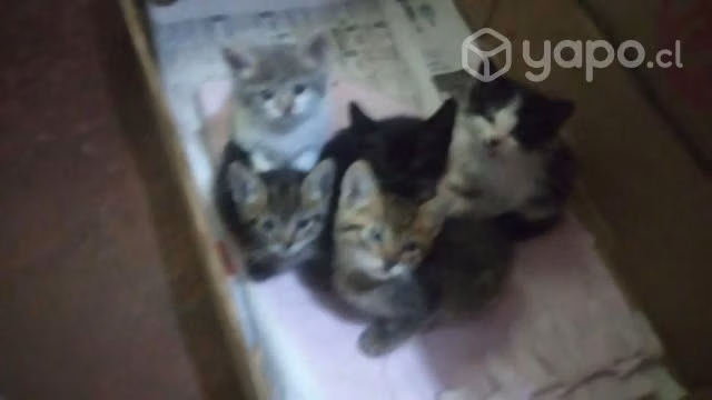 Se regalan gatitos que encontramos