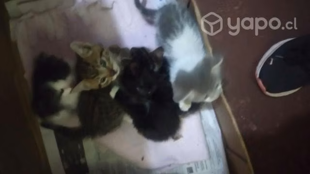 Se regalan gatitos que encontramos