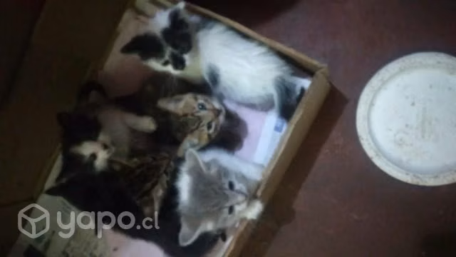 Se regalan gatitos que encontramos