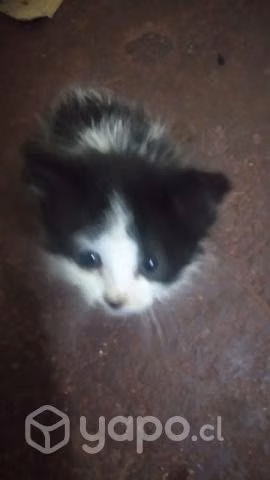Se regalan gatitos que encontramos