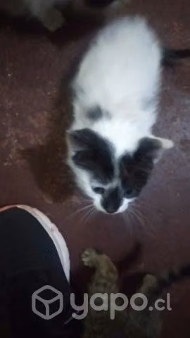 Se regalan gatitos que encontramos