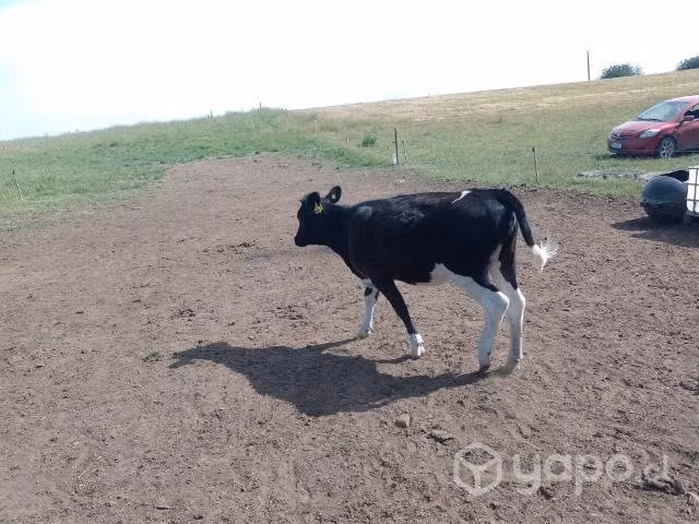 5 Vacas - Imagen 5
