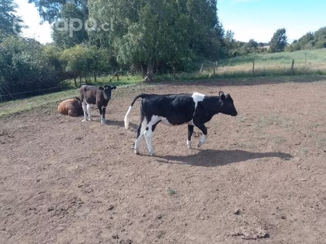 5 Vacas - Imagen 3