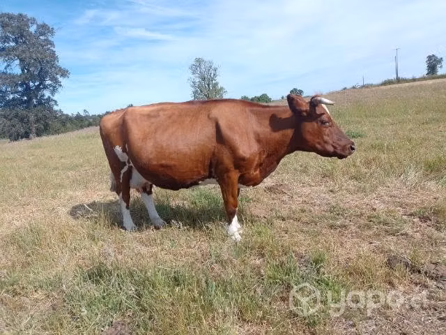 5 Vacas