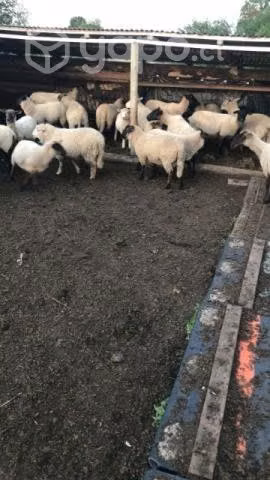 Se venden ovejas, Cayurruca camino a Trapi 4.5 km