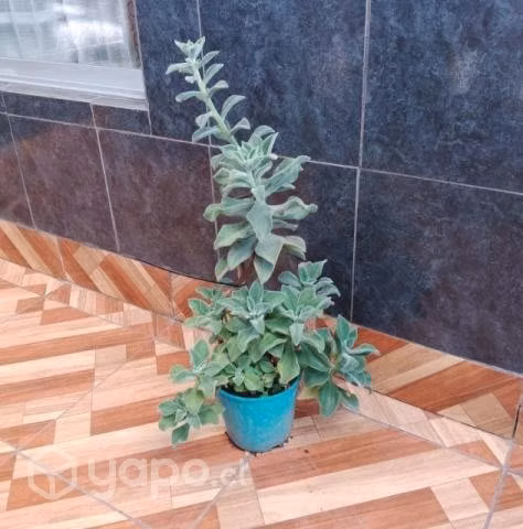 Plantas echeveria