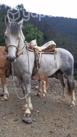Caballo
