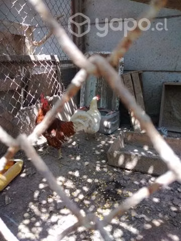 Gallinas. ponedoras. dé raza. - Imagen 3