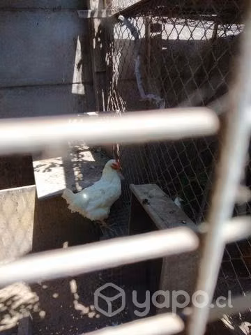 Gallinas. ponedoras. dé raza.