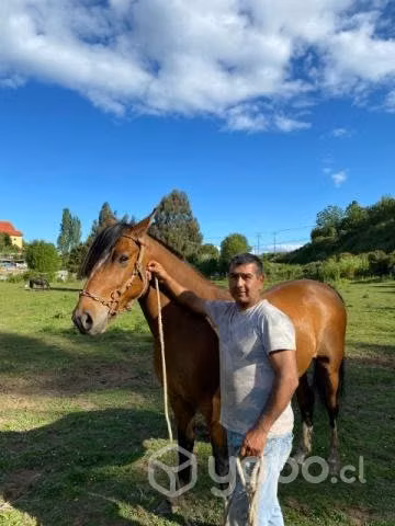 Caballo