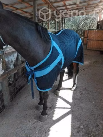 Carpa Caballo invierno pesada